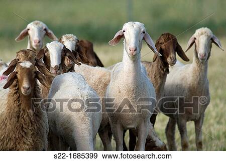 Sheep, Ovis orientalis aries. View Large Photo Image Stock Photo - Sheep, Ovis orientalis aries.. Fotosearch