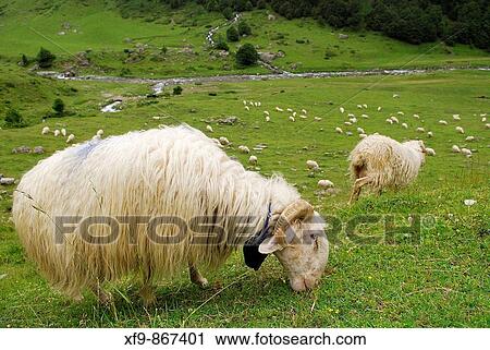 Sheep. Parc National des Pir? n? es Occidentales. France. View Large Photo Image Stock Image - Sheep. Parc National des Pir? n? es Occidentales. France.. Fotosearch