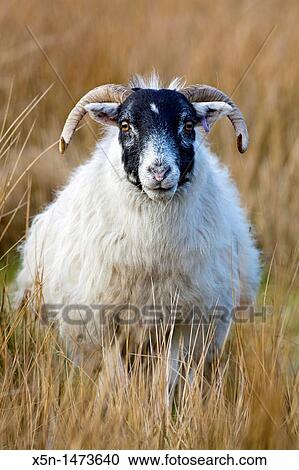 Sheep, Scotland View Large Photo Image Stock Image - Sheep, Scotland. Fotosearch