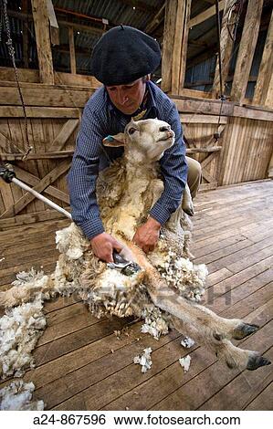 Sheep shearer, Cerro ranch, Chilean Patagonia, Chile (March 2009) View Large Photo Image Stock Photograph - Sheep shearer, Cerro ranch, Chilean Patagonia, Chile (March 2009). Fotosearch
