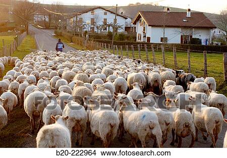 Sheep, Sierra de Aralar, Zaldibia, Guipzcoa, Spain View Large Photo Image Picture - Sheep, Sierra de Aralar, Zaldibia, Guipzcoa, Spain. Fotosearch