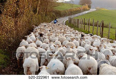 Stock Image - Sheep, Sierra de Aralar, Zaldibia, Guipzcoa, Spain. Fotosearch