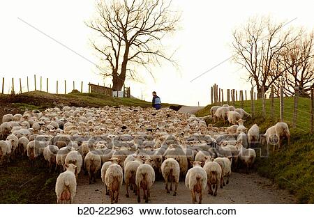 Sheep, Sierra de Aralar, Zaldibia, Guipzcoa, Spain View Large Photo Image Stock Image - Sheep, Sierra de Aralar, Zaldibia, Guipzcoa, Spain. Fotosearch