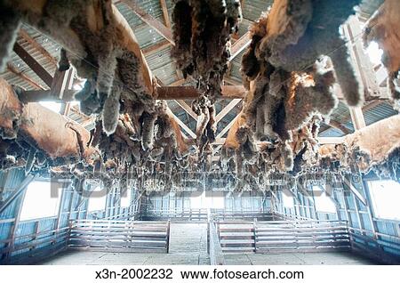 Sheep skins drying in barn and estancia in Rio Verde Chile. View Large Photo Image Stock Image - Sheep skins drying in barn and estancia in Rio Verde Chile.. Fotosearch
