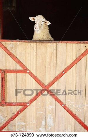 Sheep View Large Photo Image Stock Image - Sheep. Fotosearch