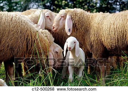 Sheep View Large Photo Image Stock Photo - Sheep. Fotosearch