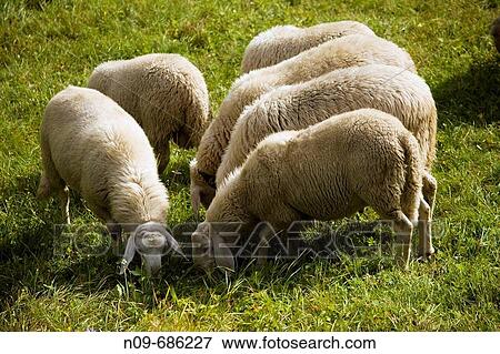 Sheep View Large Photo Image Stock Photo - Sheep. Fotosearch
