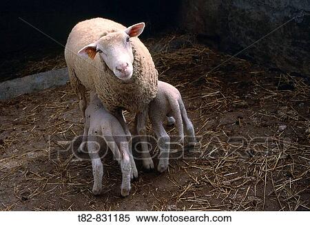 Sheep suckling. Alentejo, Portugal View Large Photo Image Stock Photography - Sheep suckling. Alentejo, Portugal. Fotosearch