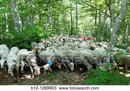 Sheep, transhumance, Esperou, Cevennes, France View Large Photo Image Stock Image - Sheep, transhumance, Esperou, Cevennes, France. Fotosearch