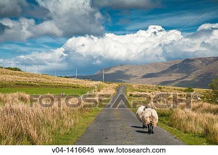 Sheep walking on a narrow road, Connemara, County Mayo, Ireland, Europe View Large Photo Image Stock Photography - Sheep walking on a narrow road, Connemara, County Mayo, Ireland, Europe. Fotosearch