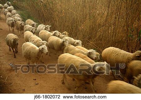 Sheep walking on a road Castell? n View Large Photo Image Stock Image - Sheep walking on a road Castell? n. Fotosearch