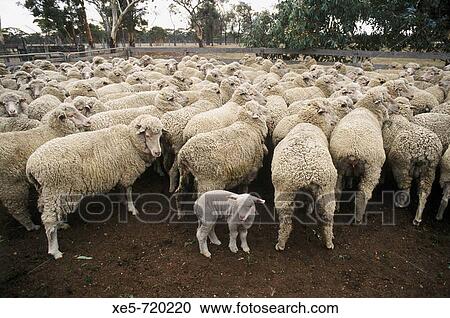 Stock Image - Sheep, Western Australia, Australia. Fotosearch
