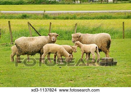 sheep with lambs on farm near Harrison Hotsprings, Fraser Valley, British Columbia, Canada View Large Photo Image Picture - sheep with lambs on farm near Harrison Hotsprings, Fraser Valley, British Columbia, Canada. Fotosearch