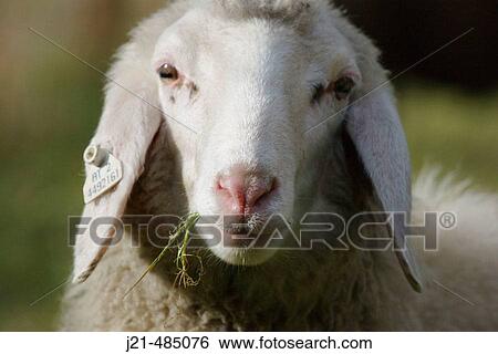 Sheep, Zirknitztal, Alps, Carinthia, Austria View Large Photo Image Stock Photograph - Sheep, Zirknitztal, Alps, Carinthia, Austria. Fotosearch