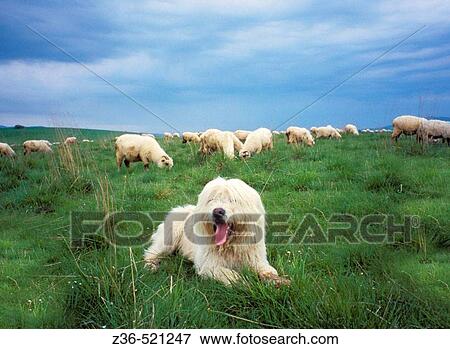 Stock Photo - Sheepdog guards sheeps in Tatras Mt Poland. Fotosearch