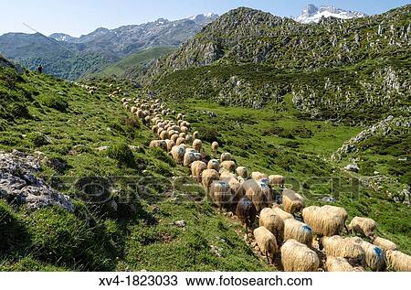 Sheepherd in the Asturias Mountain, Onis Valley, Spain View Large Photo Image Stock Image - Sheepherd in the Asturias Mountain, Onis Valley, Spain. Fotosearch