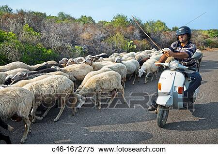 Sheeps, Arbatax, Ogliastra Province, Sardinia, Italy. View Large Photo Image Stock Photography - Sheeps, Arbatax, Ogliastra Province, Sardinia, Italy.. Fotosearch