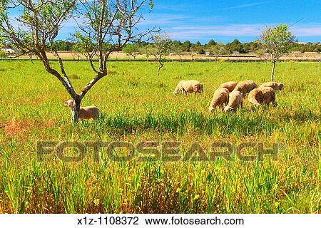 Sheeps eating in a field of grass in the island of Formentera Baleares, Spain View Large Photo Image Stock Image - Sheeps eating in a field of grass in the island of Formentera Baleares, Spain. Fotosearch