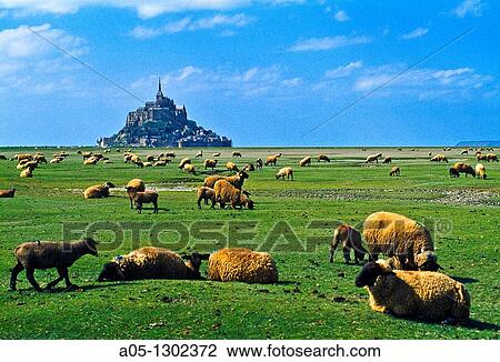 Sheeps gazing in a? salted field? with Mont Saint Michel at the background. Normandy, France. View Large Photo Image Stock Image - Sheeps gazing in a? salted field? with Mont Saint Michel at the background. Normandy, France.. Fotosearch