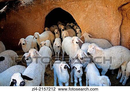 Stock Image - Sheeps in a cave near Uchisar. Turkey, Central Anatolia, Nevsehir Province, Cappadocia, Goreme national park.. Fotosearch