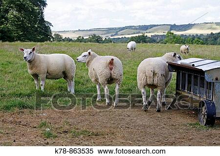 Sheeps in a field, Kent, England, UK View Large Photo Image Stock Photography - Sheeps in a field, Kent, England, UK. Fotosearch