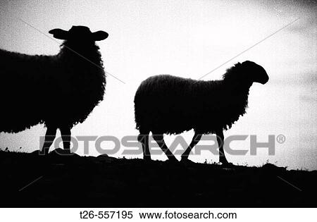 sheeps in the shadow. Pirineus mountain, Spain View Large Photo Image Stock Photography - sheeps in the shadow. Pirineus mountain, Spain. Fotosearch