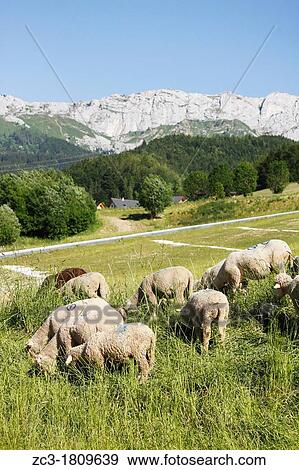 Stock Photo - Sheeps in the Vercors, Is? re, Rh? ne-Alpes, France.. Fotosearch