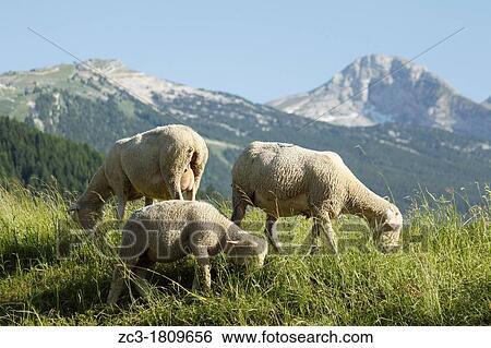 Sheeps in the Vercors, Is? re, Rh? ne-Alpes, France. View Large Photo Image Stock Photograph - Sheeps in the Vercors, Is? re, Rh? ne-Alpes, France.. Fotosearch