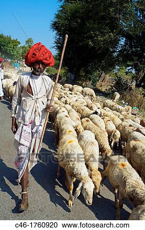 Stock Image - Sheeps near Udaipur Rajasthan India.. Fotosearch