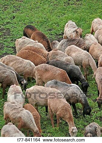 Sheeps Ovis canadensis walking in groups and eating grass Pune, Maharashtra, India View Large Photo Image Picture - Sheeps Ovis canadensis walking in groups and eating grass Pune, Maharashtra, India. Fotosearch