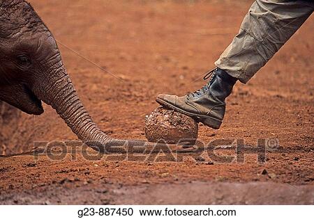 Sheldrick Elephant orpancy View Large Photo Image Stock Image - Sheldrick Elephant orpancy. Fotosearch