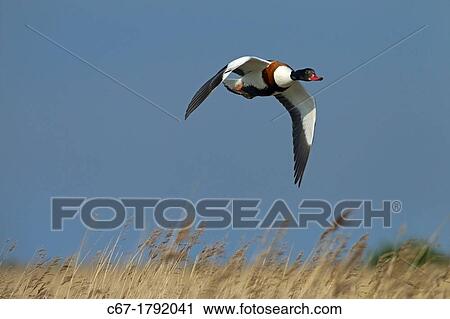Stock Image - Shelduck Tadorna tadorna in flight. Fotosearch