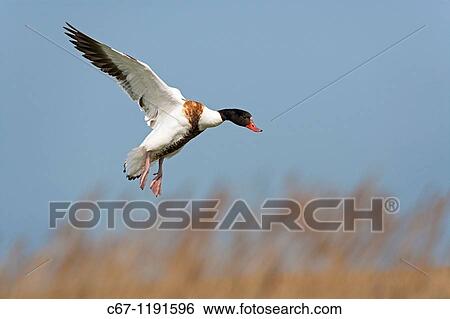 Shelduck Tadorna tadorna View Large Photo Image Stock Photograph - Shelduck Tadorna tadorna. Fotosearch