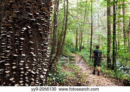 Shelf Fungi on Coontree Trail - Pisgah National Forest near Brevard, North Carolina USA. View Large Photo Image Stock Image - Shelf Fungi on Coontree Trail - Pisgah National Forest near Brevard, North Carolina USA.. Fotosearch