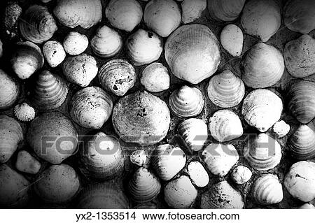 Picture - Shell group. Fotosearch