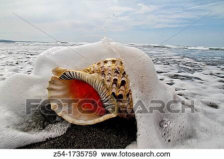 Shell in at beach, Atlantic Ocean, Asturias, Spain View Large Photo Image Stock Photo - Shell in at beach, Atlantic Ocean, Asturias, Spain. Fotosearch