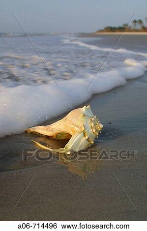 Stock Photograph - Shell on beach. Fotosearch