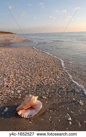 SHELL ON CASPERSEN PARK BEACH, GULF OF MEXICO, VENICE, FLORIDA View Large Photo Image Stock Photo - SHELL ON CASPERSEN PARK BEACH, GULF OF MEXICO, VENICE, FLORIDA. Fotosearch