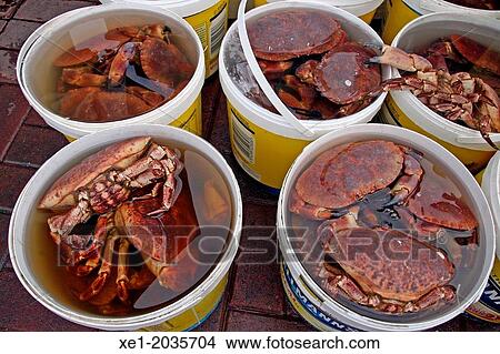 Shellfish, crabs, Oban, Scotland, UK View Large Photo Image Picture - Shellfish, crabs, Oban, Scotland, UK. Fotosearch
