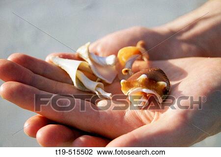 Shells found on a beach on Sanibel Island, Florida. USA. View Large Photo Image Stock Image - Shells found on a beach on Sanibel Island, Florida. USA.. Fotosearch