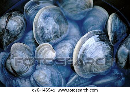 Shells View Large Photo Image Stock Photography - Shells. Fotosearch