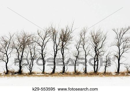 Shelter belt trees with fresh snow. Cadillac, Saskatchewan, Canada View Large Photo Image Stock Photography - Shelter belt trees with fresh snow. Cadillac, Saskatchewan, Canada. Fotosearch