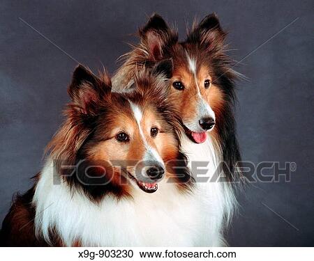 Stock Image - Shelties. Fotosearch