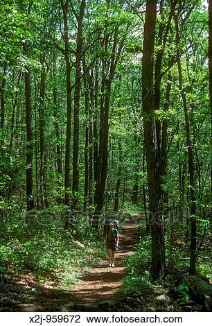 Stock Image - Shenandoah National Park, Virginia - Backpacker on the Dark Hollow Trail MR. Fotosearch