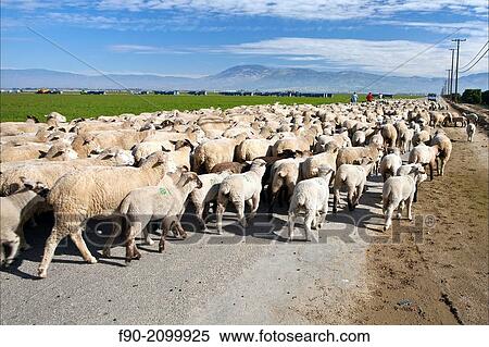 Stock Photography - Shephards w dog driving flock of sheep_Kern Co. CA H.. Fotosearch