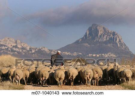 shepher with sheep along the country road in Meano, Navarra, Spain, Europe View Large Photo Image Stock Image - shepher with sheep along the country road in Meano, Navarra, Spain, Europe. Fotosearch