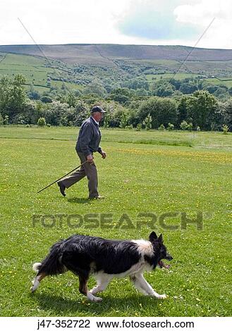 Shepherd and dog View Large Photo Image Stock Image - Shepherd and dog. Fotosearch