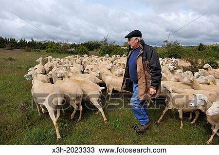 shepherd and flock of sheep on the Causse de Campestre, Southern Cevennes, Gard department, Languedoc-Roussillon region, France, Europe. View Large Photo Image Stock Image - shepherd and flock of sheep on the Causse de Campestre, Southern Cevennes, Gard department, Languedoc-Roussillon region, France, Europe.. Fotosearch