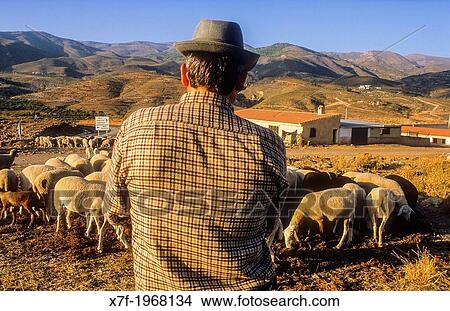 shepherd near Fondon. Alpujarras, Almeria province, Andalucia, Spain. View Large Photo Image Picture - shepherd near Fondon. Alpujarras, Almeria province, Andalucia, Spain.. Fotosearch