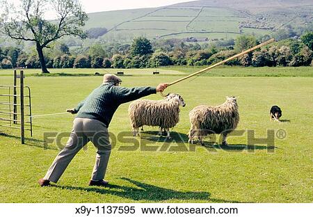 Stock Photography - Shepherd penning sheep with sheepdog border collie at traditional sheepdog trial competition at Bamford in Derbyshire England UK. Fotosearch